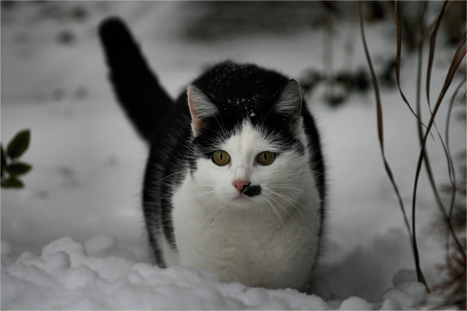 Missy im Schnee :)