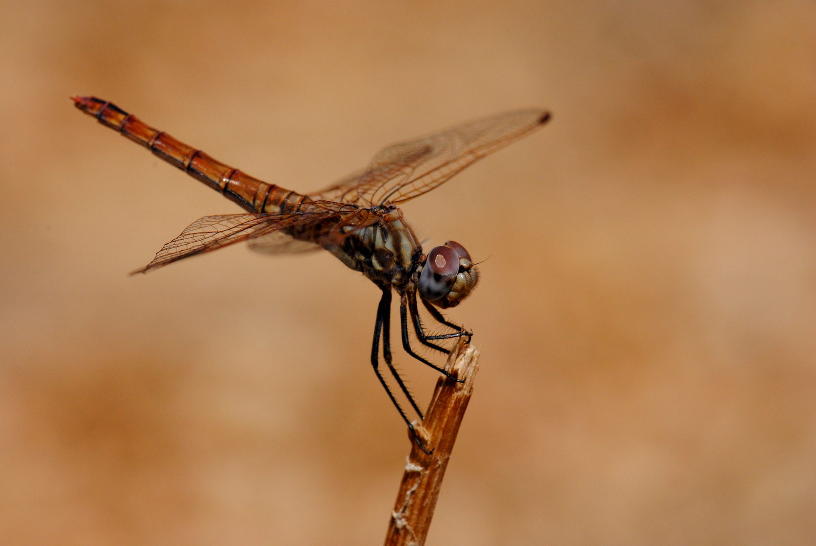 ~ Missy Violet ~ (Trithemis annulata, w)