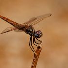 ~ Missy Violet ~ (Trithemis annulata, w)