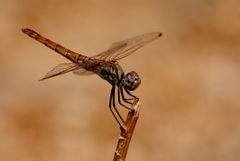 ~ Missy Violet ~ (Trithemis annulata, w)