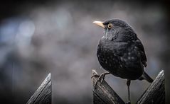 " Mist aber auch - jetzt fehlt der Fuß"