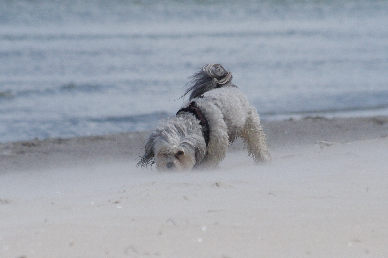 Mist auch auf Rügen gibt es Sand Stürme