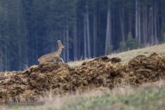 Mist-Bock oder Bock-Mist