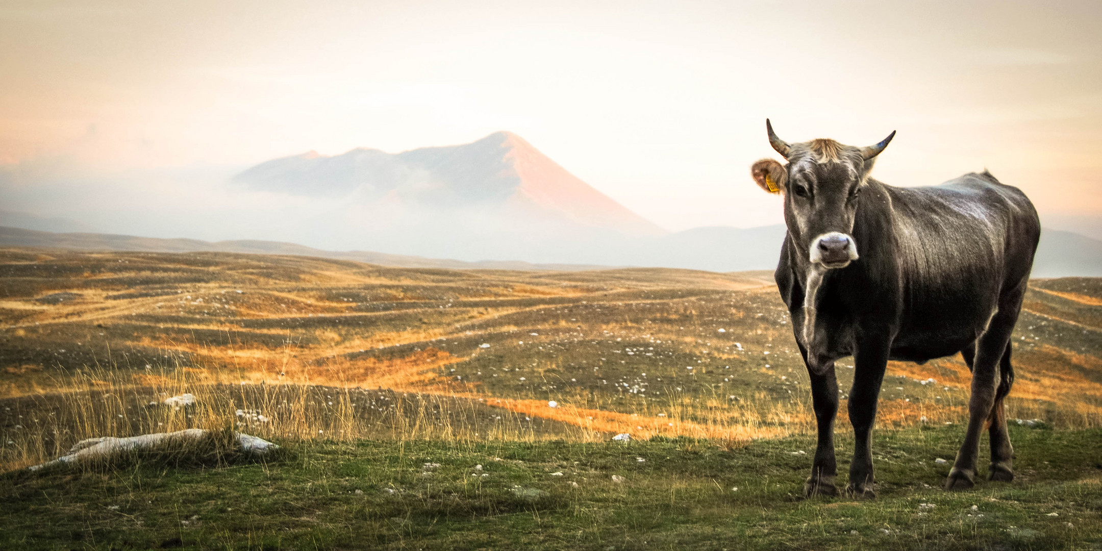 Mist Cow