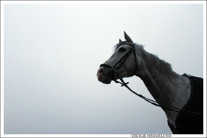 Mist horse