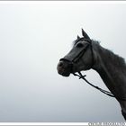 Mist horse