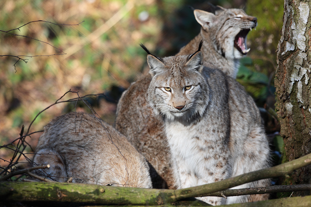 "Mist, ich glaub der Futterwagen kommt doch nicht"