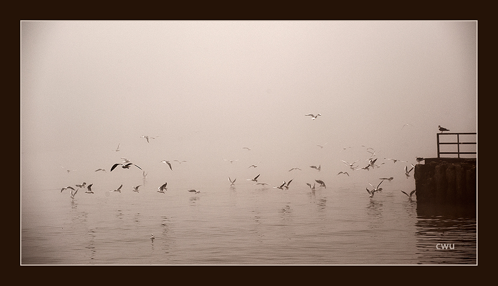 Mist in harbour