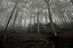 Mist in the forest