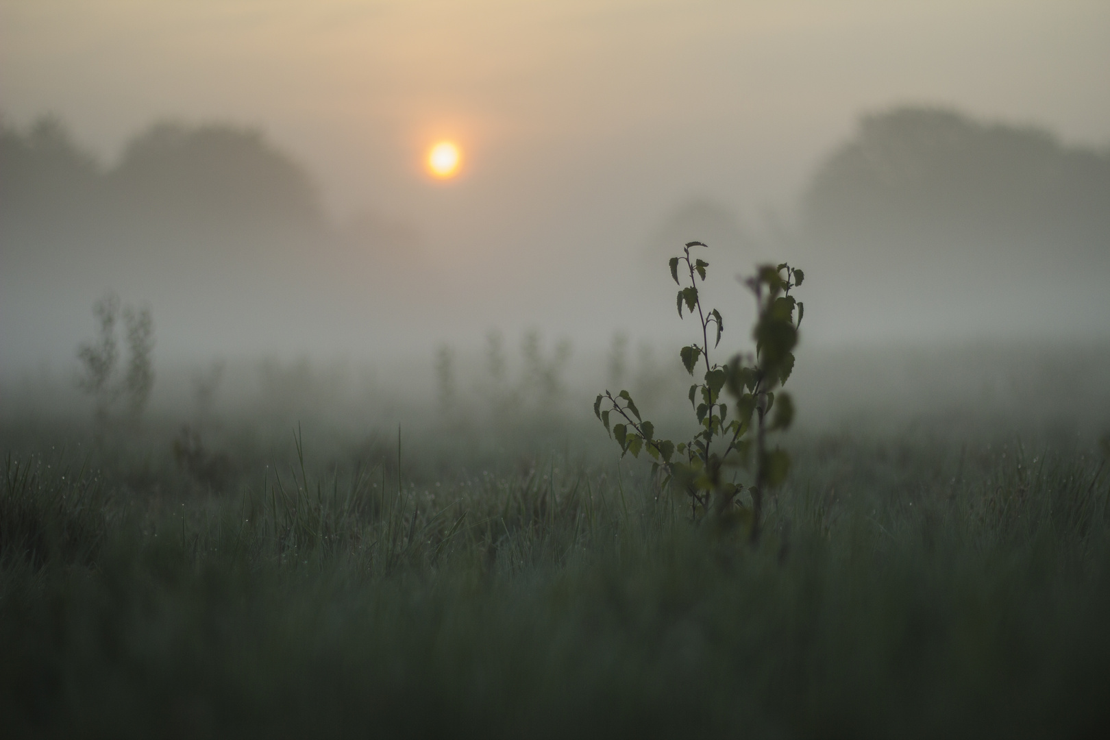 mist in the morning