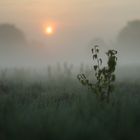 mist in the morning