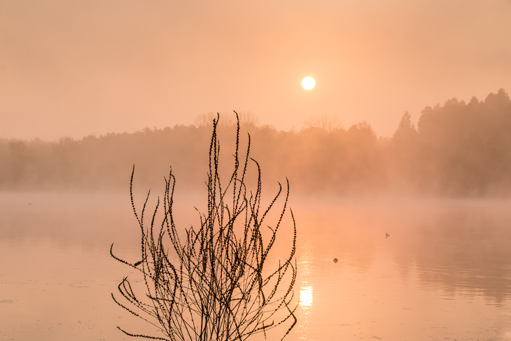 Mist Of Morning