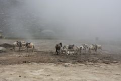 Mist on the Pass