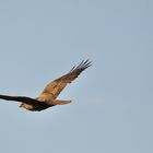 Mist schon wieder entwischt, der blöde Vogel