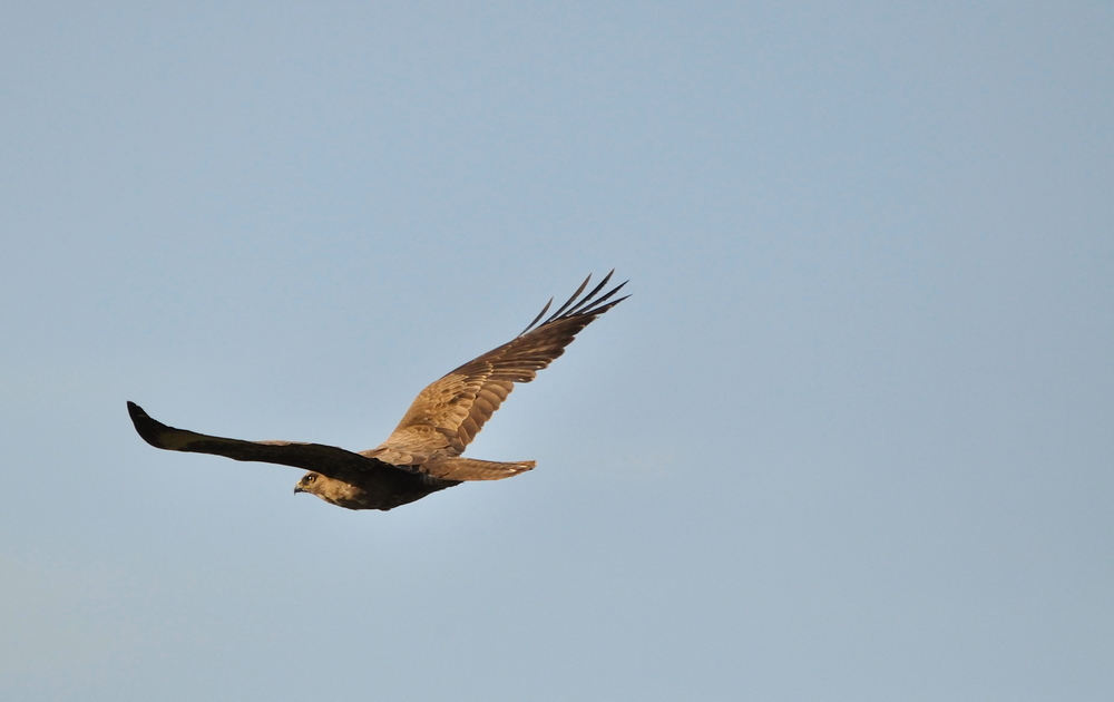 Mist schon wieder entwischt, der blöde Vogel