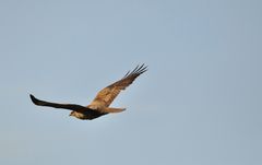 Mist schon wieder entwischt, der blöde Vogel