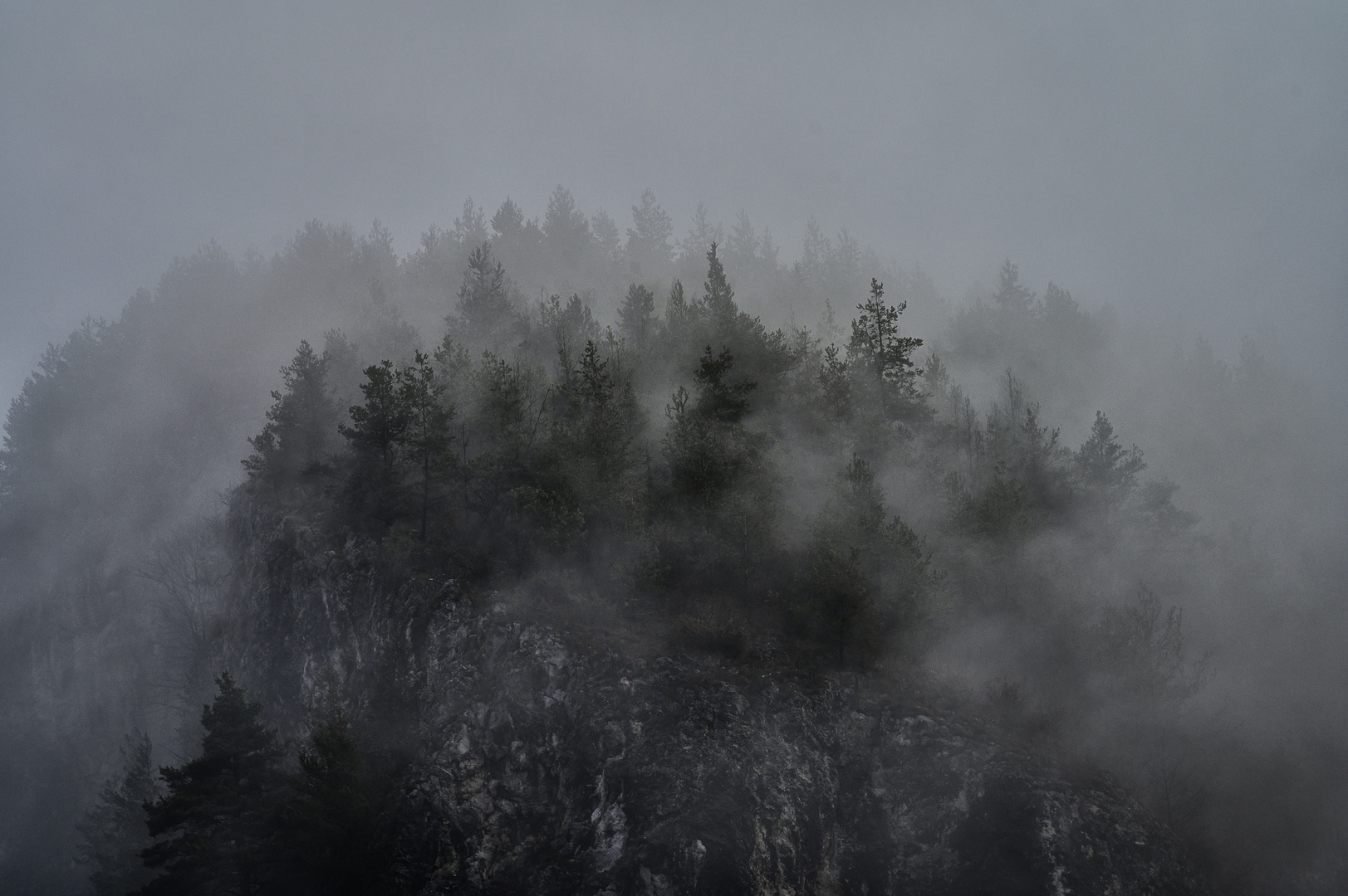 Mist & Trees