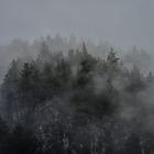 Mist & Trees