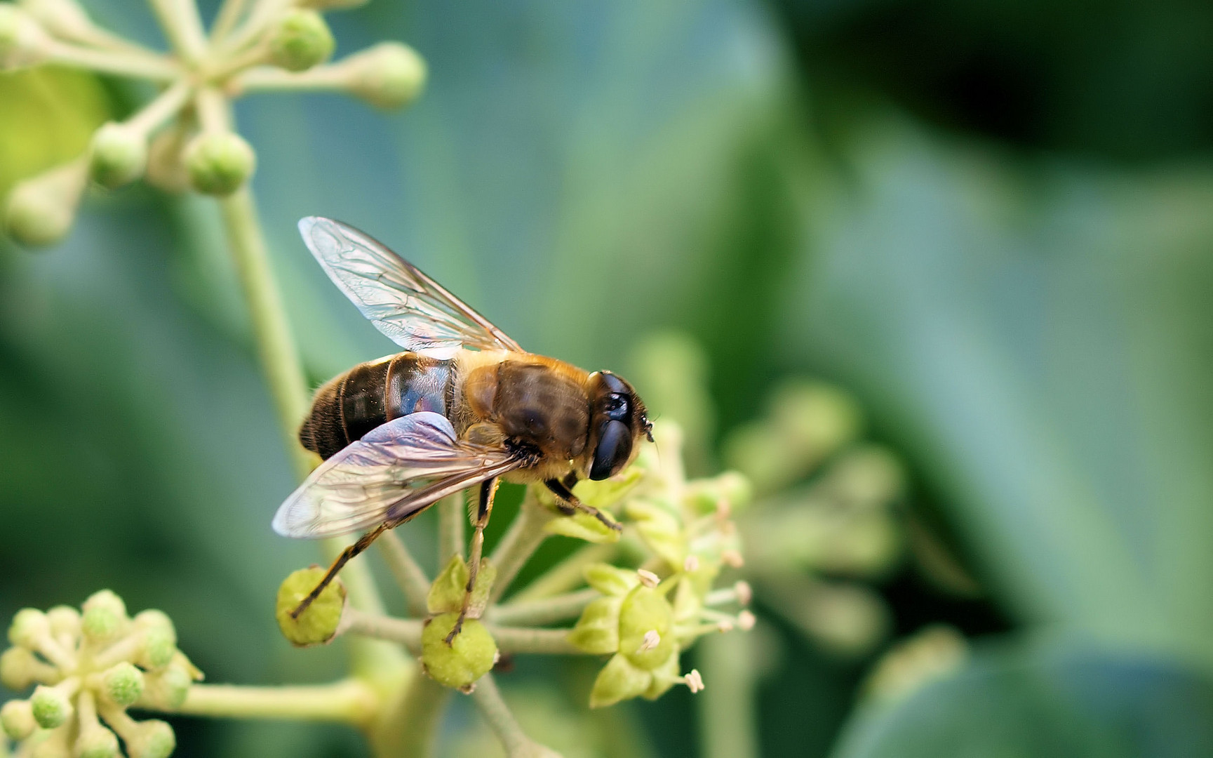 Mistbienchen