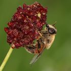 Mistbiene am dunklen Wiesenknopf...