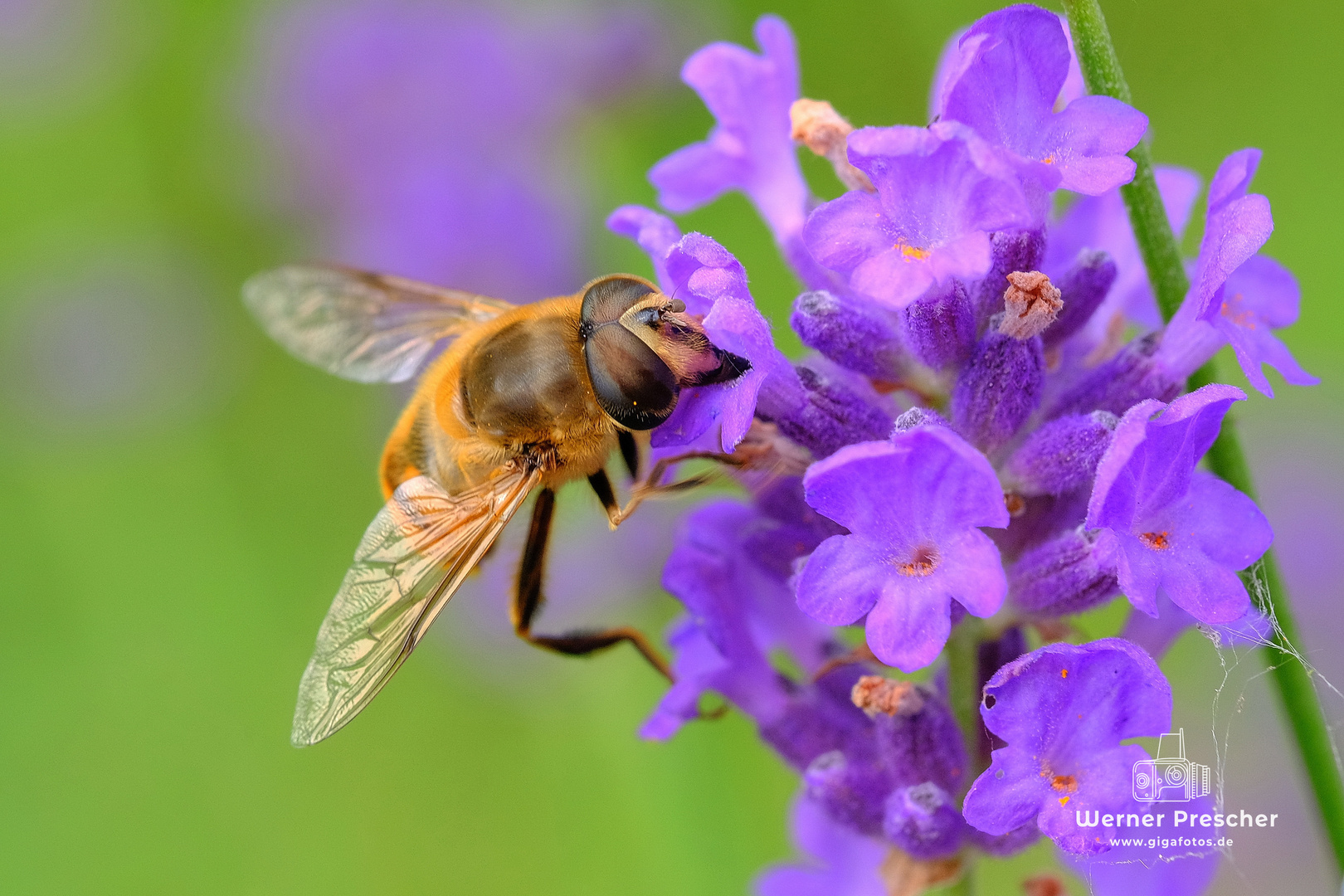 Mistbiene an Lavendel