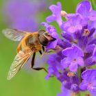 Mistbiene an Lavendel