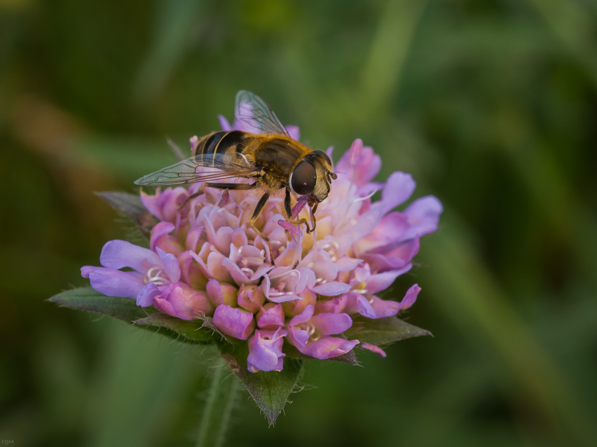 Mistbiene auf Acker-Witwenblume