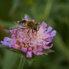 Mistbiene auf Acker-Witwenblume