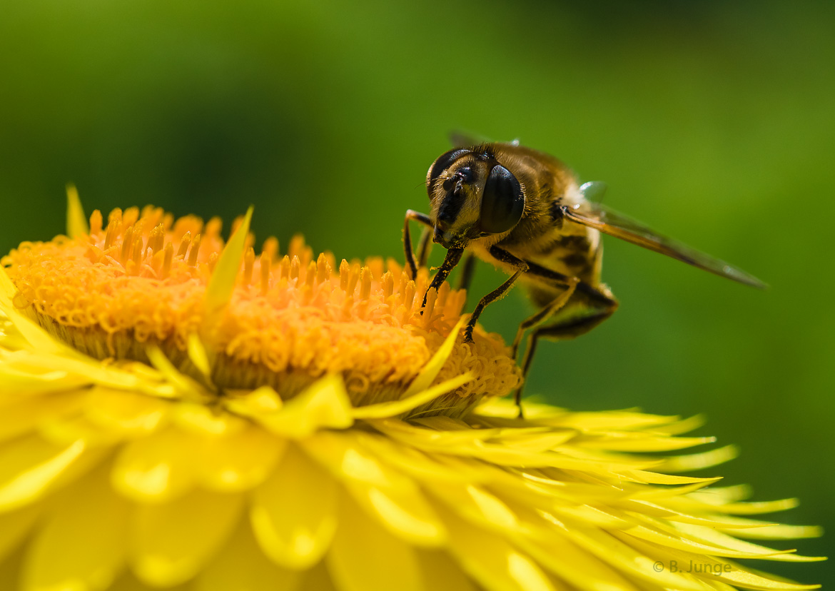 Mistbiene auf einer gelben Blüte