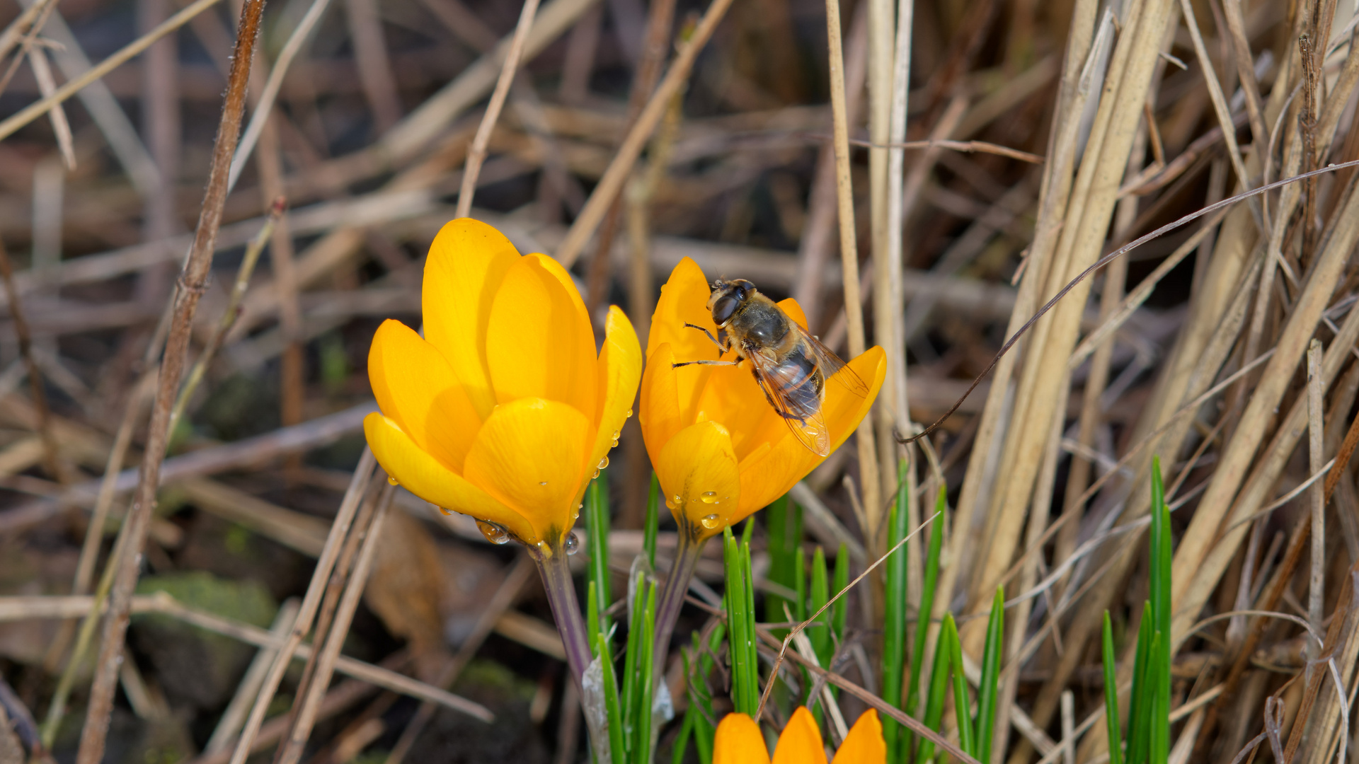 Mistbiene auf Gold-Krokus