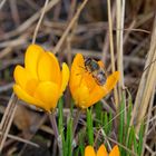 Mistbiene auf Gold-Krokus