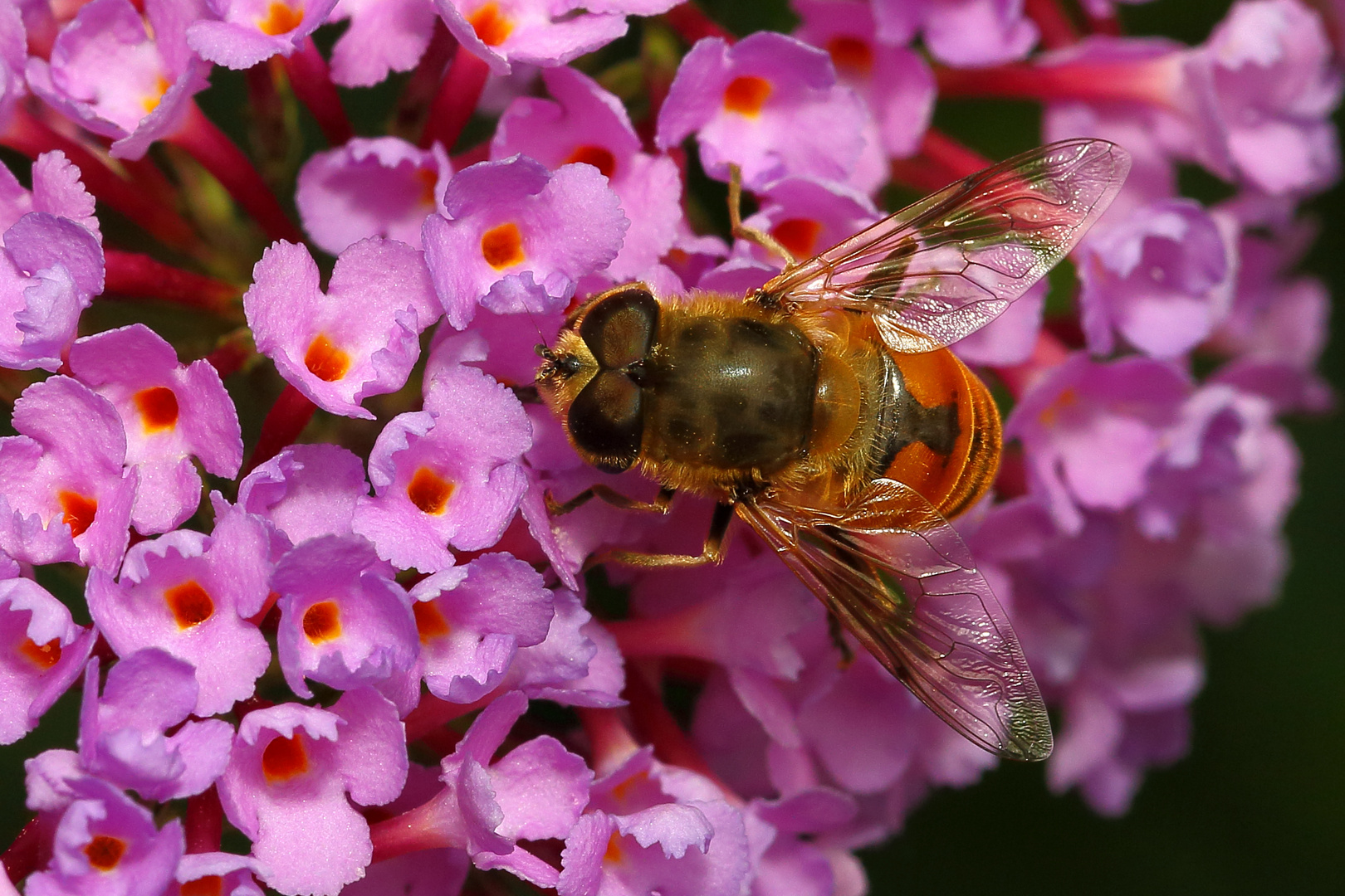 Mistbiene auf Sommerflieder