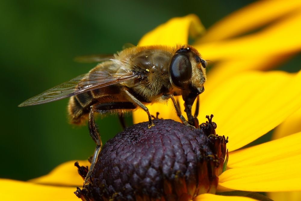 Mistbiene auf Sonnenhut (Rudbeckia)