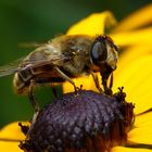 Mistbiene auf Sonnenhut (Rudbeckia)