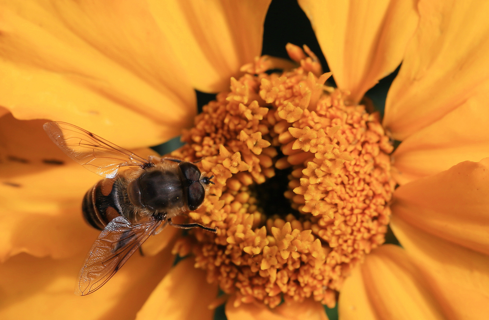 mistbiene auf tagetes