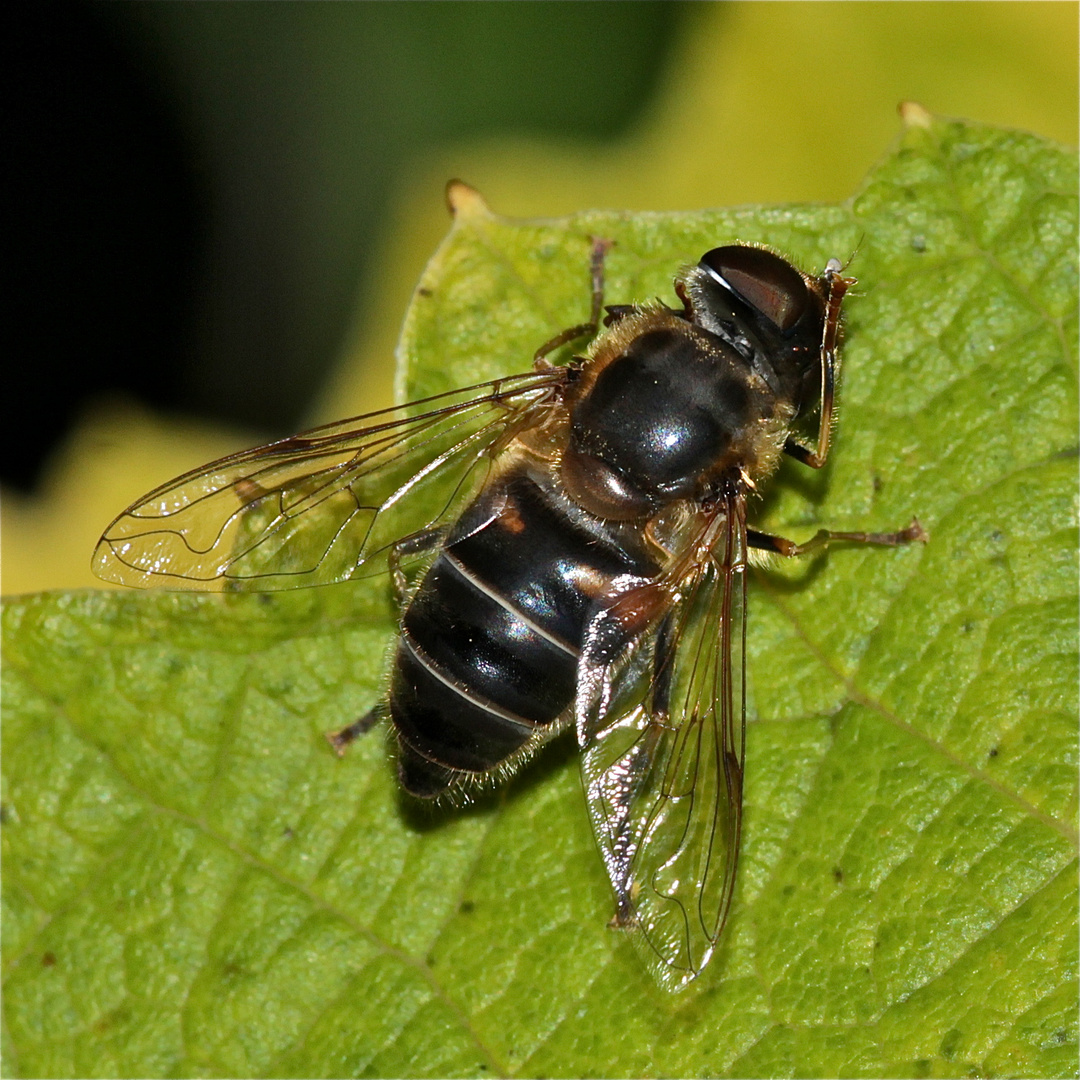 "Mistbiene", eine Schwebfliege der Gattung Eristalis, beim Putzen der Augen