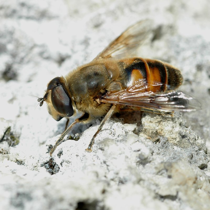 Mistbiene (Eristalis tenax)?