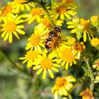 Mistbiene (Eristalis tenax) ..