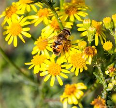 Mistbiene (Eristalis tenax) ..