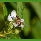 Mistbiene (Eristalis tenax)