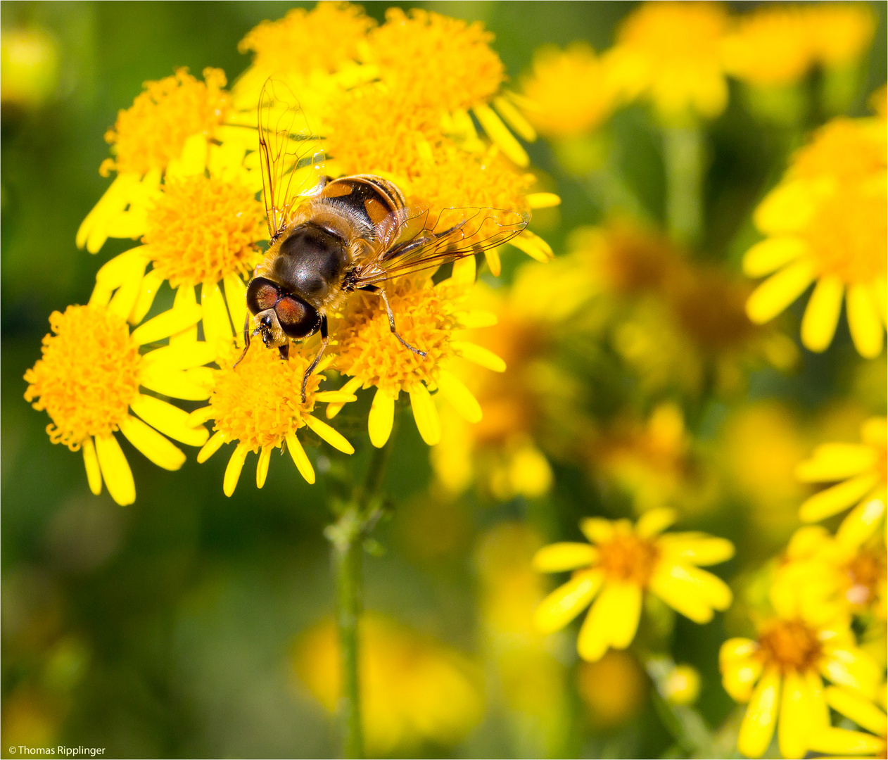 Mistbiene (Eristalis tenax) ...