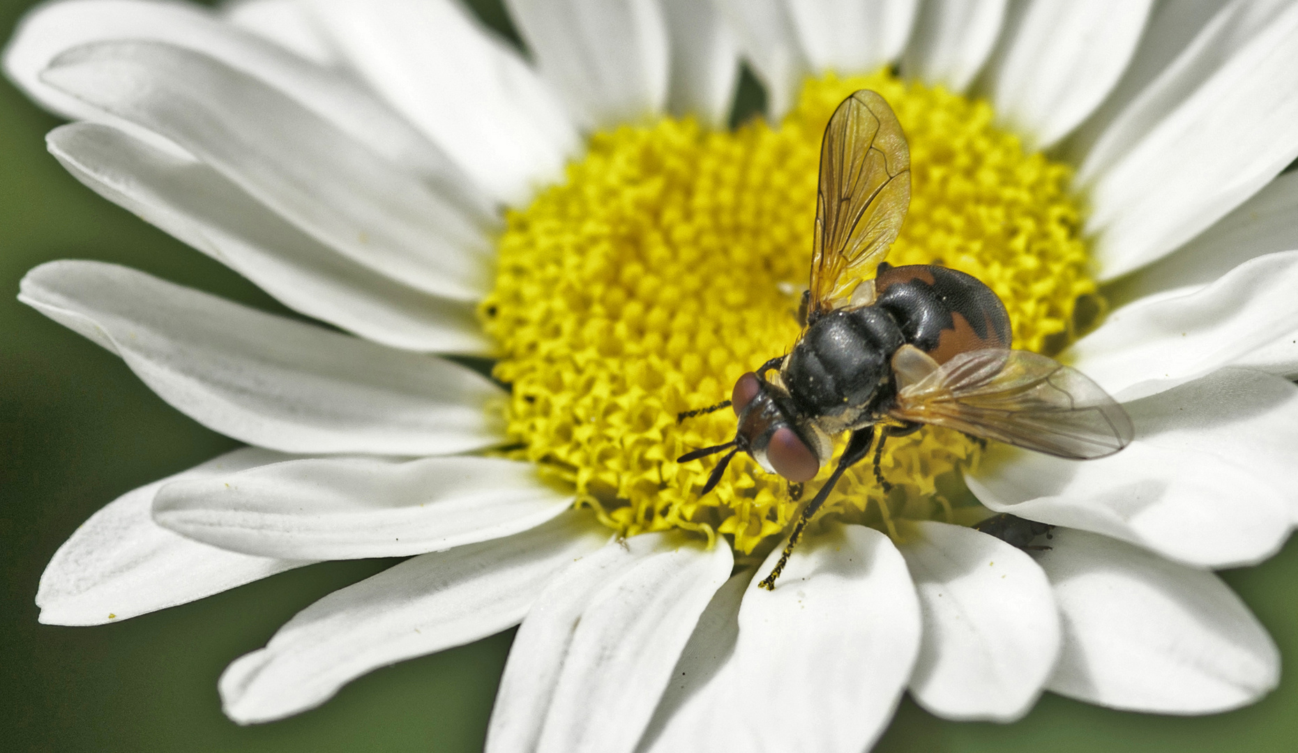 Mistbiene (Eristalis tenax)