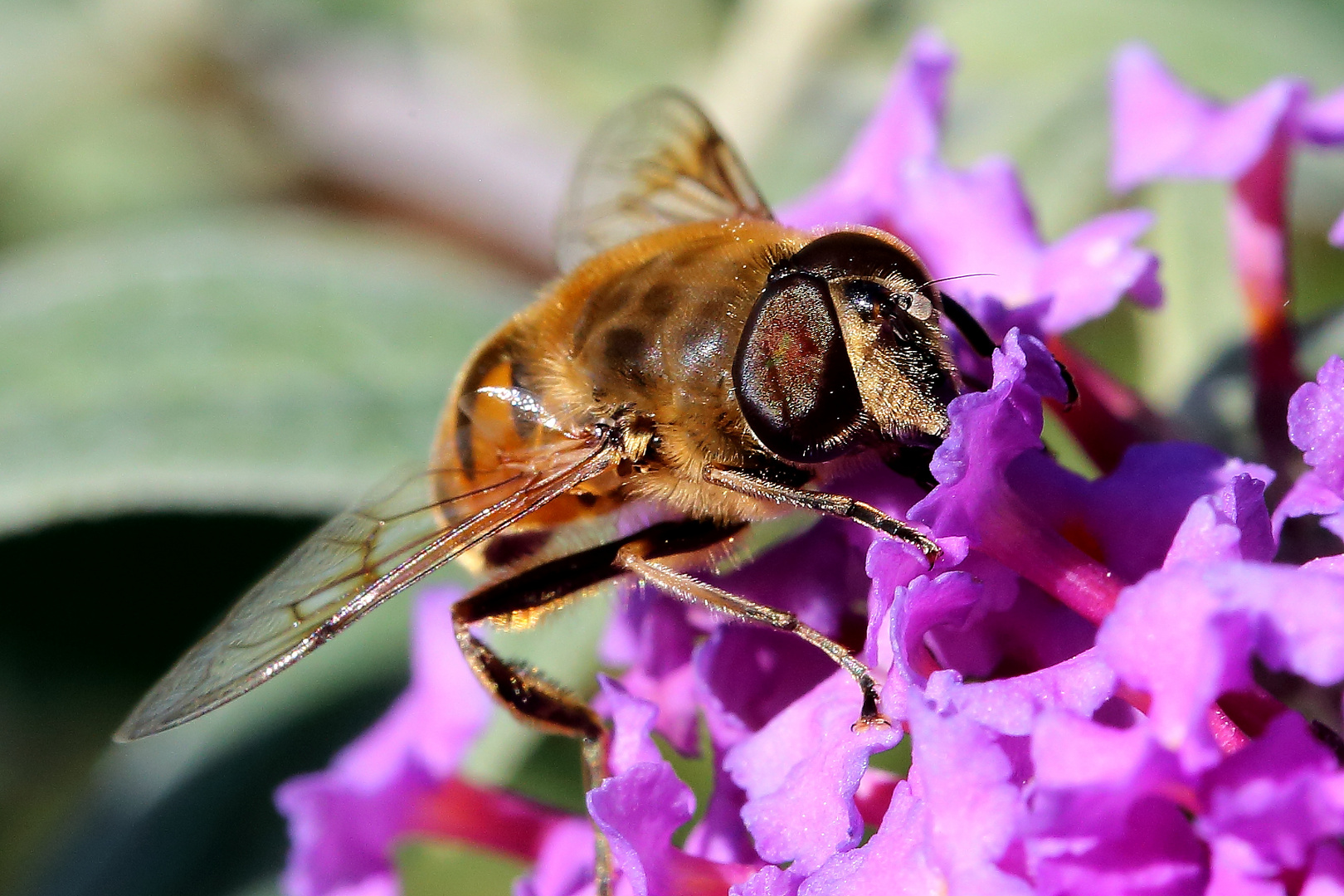 Mistbiene (Eristalis tenax)