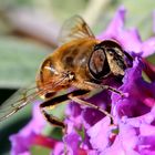 Mistbiene (Eristalis tenax)