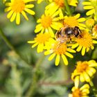 Mistbiene (Eristalis tenax) .