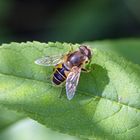 "Mistbiene" (Eristalis tenax)