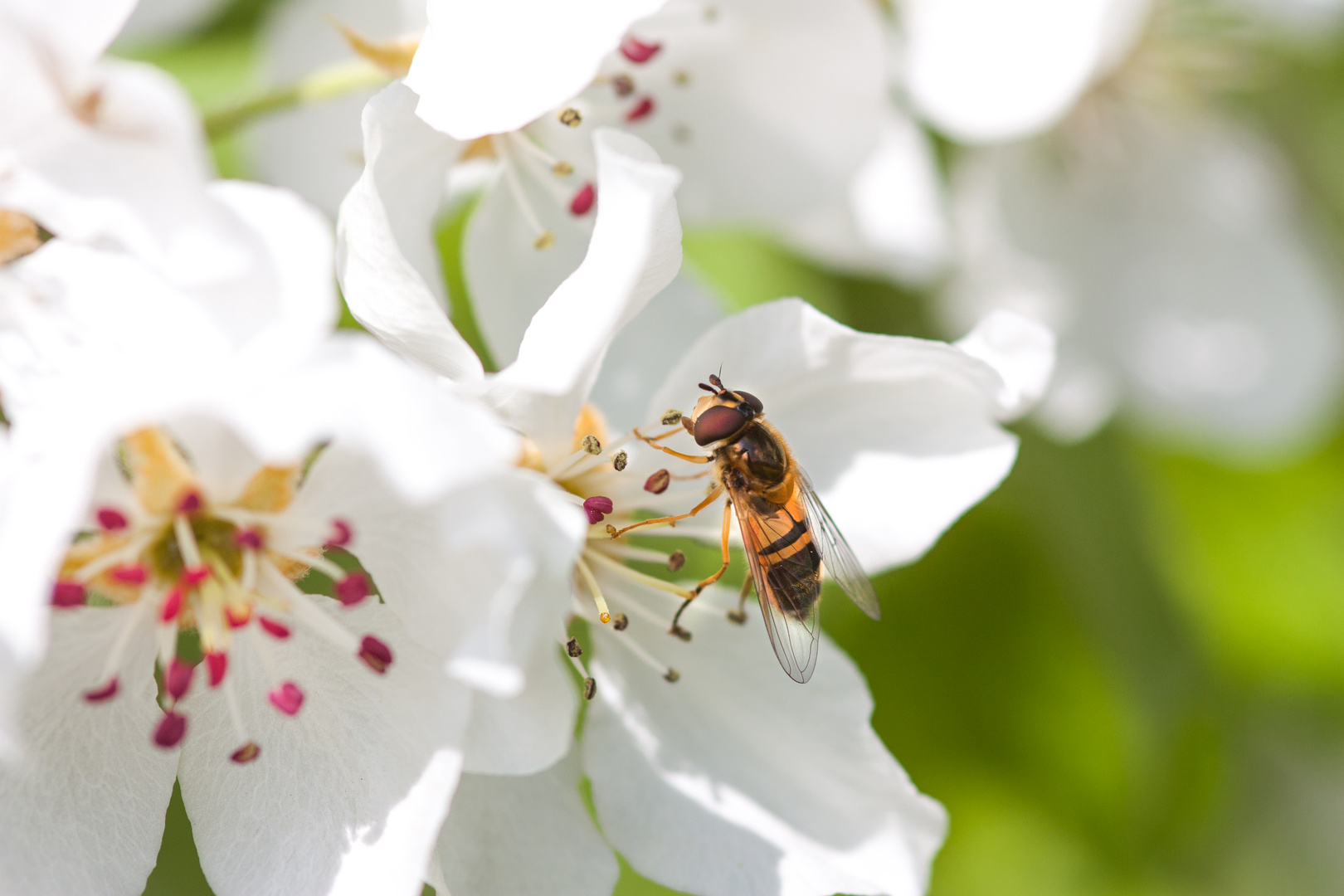 Mistbiene (Eristalis tenax)