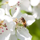 Mistbiene (Eristalis tenax)