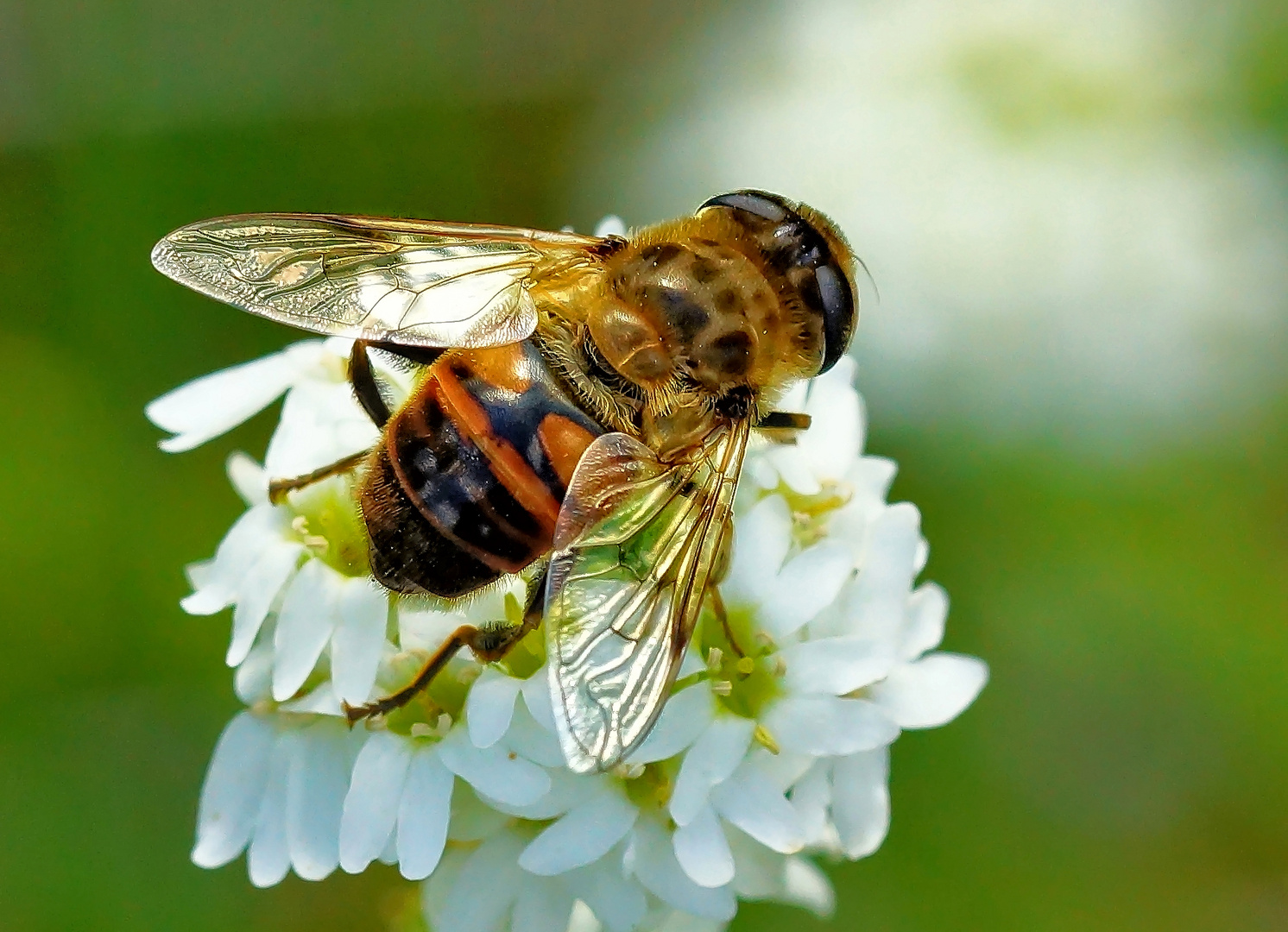 Mistbiene (Eristalis tenax) Foto & Bild insekten, wildlife