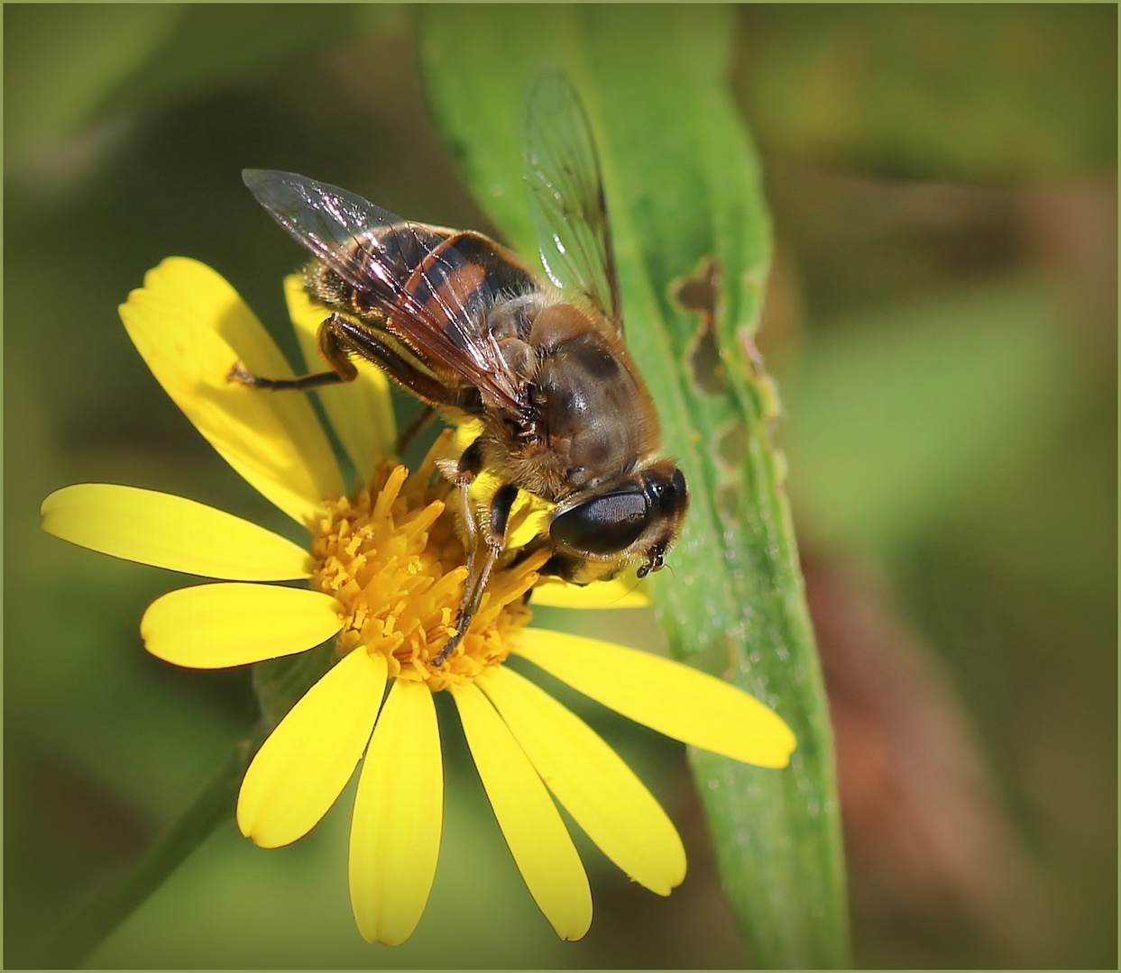 Mistbiene (Eristalis tenax).